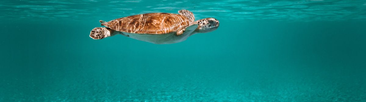 Zeeschildpad Aruba