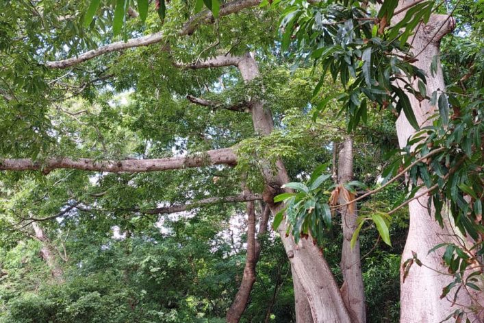 Leukste bezienswaardigheden Curacao Hofi Mango