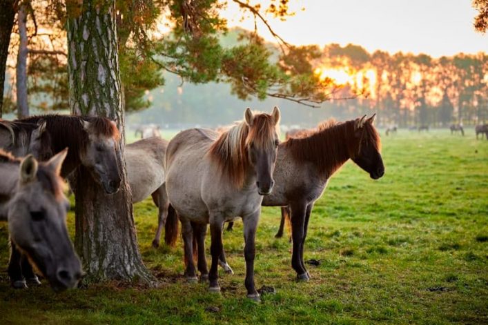 Duelmen Wildpferde © Münsterland e.V., Philipp Foelting