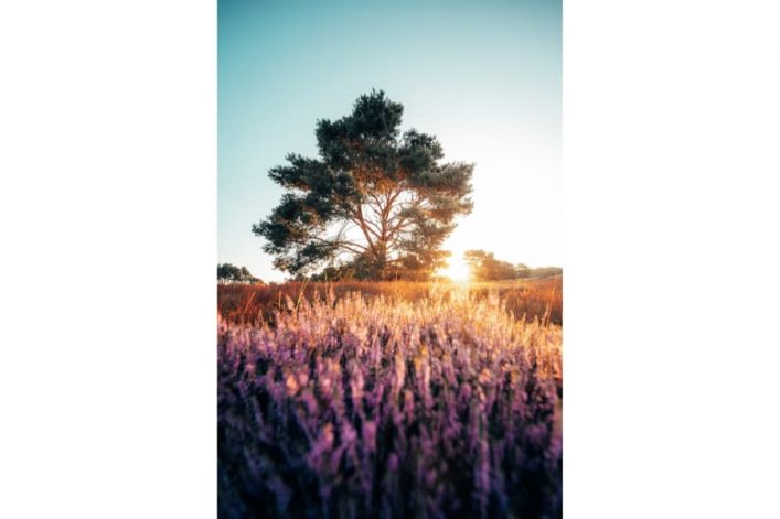 Heideblüte Westruper Heide Ruhrgebiet © Johannes Höhn @pangea