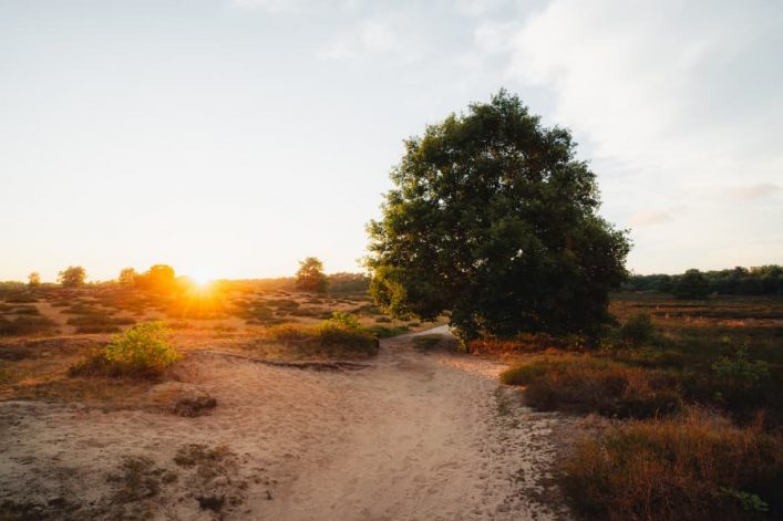 Westruper Heide_Haltern_c_MeV_Long Nong Huang-DSC00320