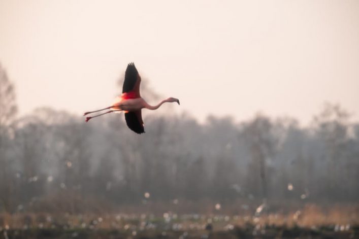 Zwillbrocker Venn, Flamingos © Vincent Croce